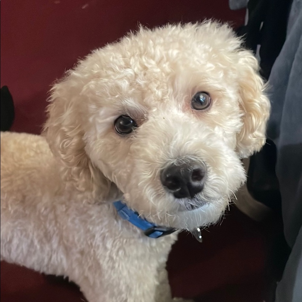 Meet your Posher, Patty